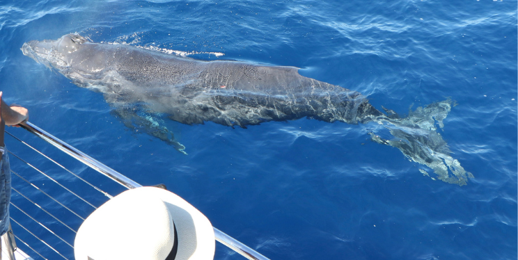 B - Whale watching